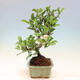 Outdoor bonsai - Malus sargentii - Drobnoowocowa jabłoń - 4/6