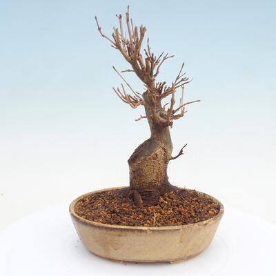 Outdoor bonsai - Buergerianum Maple - Burger Maple - 4