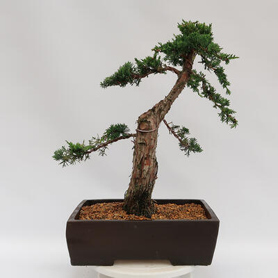Outdoor bonsai - Juniperus chinensis Kishu - chiński jałowiec - 4