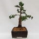 Outdoor bonsai - Juniperus chinensis Kishu - chiński jałowiec - 4/4