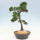 Outdoor bonsai - Juniperus chinensis Kishu - chiński jałowiec - 4/4