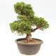 Outdoor bonsai - Juniperus chinensis Itoigawa-jałowiec chiński - 4/5