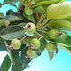 Outdoor bonsai -Malus Halliana - owocach jabłoni - 4/4
