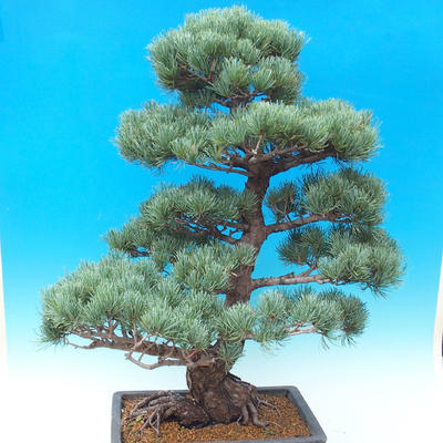 Outdoor bonsai - Pinus parviflora - Mała sosna - 4