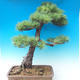 Outdoor bonsai - Pinus parviflora - Mała sosna - 4/4