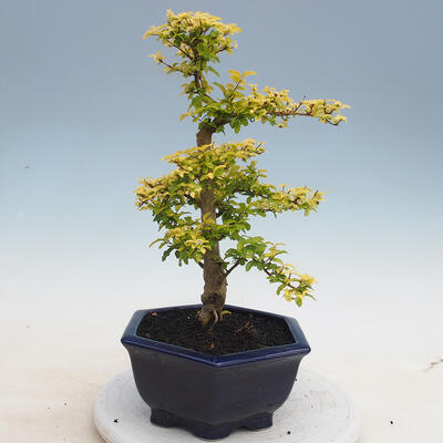 Kryty bonsai -Ligustrum Aurea - dziób ptaka - 4