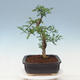 Kryty bonsai - Zantoxylum piperitum - drzewo pieprzowe - 4/7