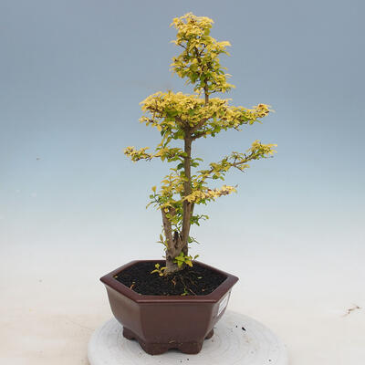 Kryty bonsai -Ligustrum Aurea - dziób ptaka - 4