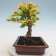 Kryty bonsai -Ligustrum Aurea - dziób ptaka - 4/6