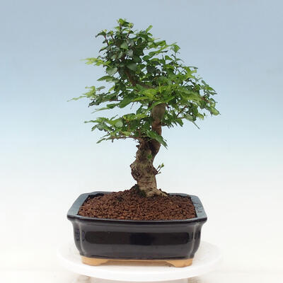 Kryty bonsai - Ligustrum chinensis - Dziób ptaka - 4
