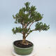 Kryty bonsai - Buxus harlandii - Bukszpan korkowy - 4/6