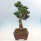 Outdoor bonsai - Juniperus chinensis Kishu-Chinese Juniper - 4/5