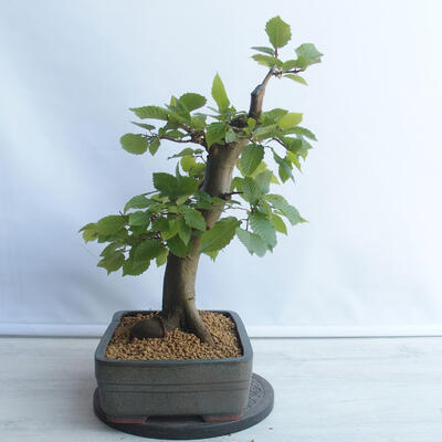 Bonsai ogrodowe - Grab - Carpinus betulus - 4