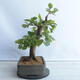 Bonsai ogrodowe - Grab - Carpinus betulus - 4/5