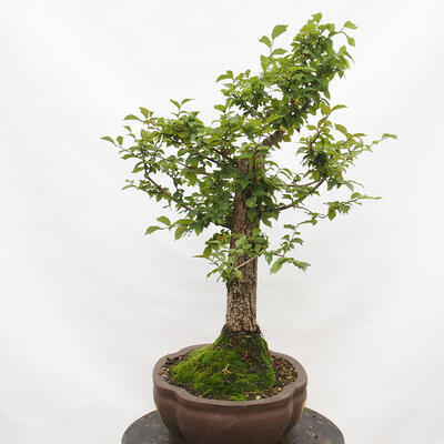 Outdoor bonsai-Ulmus Glabra-twardy wiąz - 4