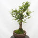 Outdoor bonsai-Ulmus Glabra-twardy wiąz - 4/5