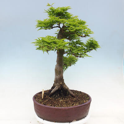 Outdoor bonsai - Acer palmatum Shishigashira - 4