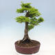 Outdoor bonsai - Acer palmatum Shishigashira - 4/7
