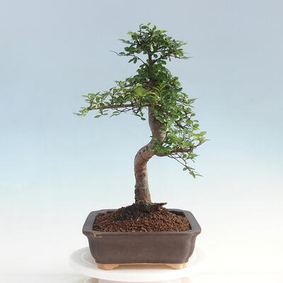 bonsai Room - Ulmus parvifolia - Malolistý wiąz - 4
