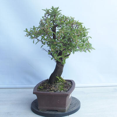 Bonsai na zewnątrz - Mahalebka - Prunus mahaleb - 4