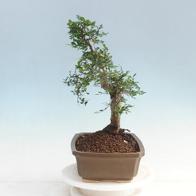 bonsai Room - Ulmus parvifolia - Malolistý wiąz - 4