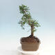 bonsai Room - Ulmus parvifolia - Malolistý wiąz - 4/6