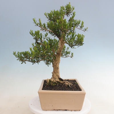 Kryty bonsai - Buxus harlandii - Bukszpan korkowy - 4