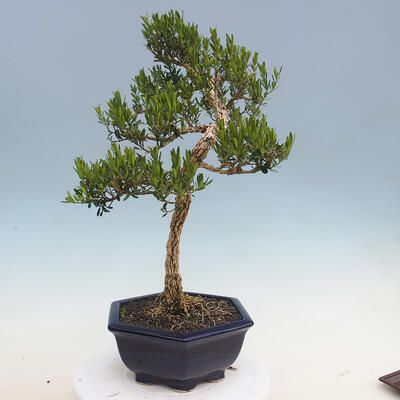 Kryty bonsai - Buxus harlandii - Bukszpan korkowy - 4