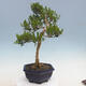 Kryty bonsai - Buxus harlandii - Bukszpan korkowy - 4/7