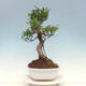 Kryty bonsai - Ficus kimmen - fikus drobnolistny - 4/4