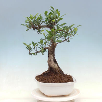 Kryty bonsai - Ficus kimmen - fikus drobnolistny - 4