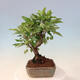 Outdoor bonsai -Malus Halliana - owocach jabłoni - 4/6