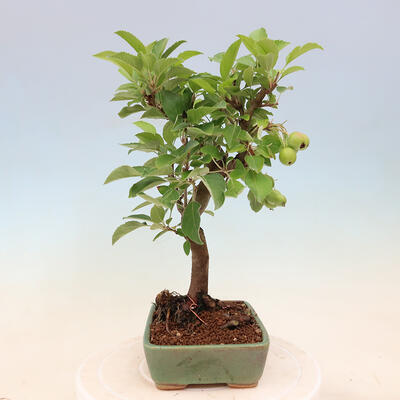 Outdoor bonsai -Malus Halliana - owocach jabłoni - 4
