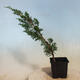 Outdoor bonsai - Juniperus chinensis Itoigawa-jałowiec chiński - 4/4