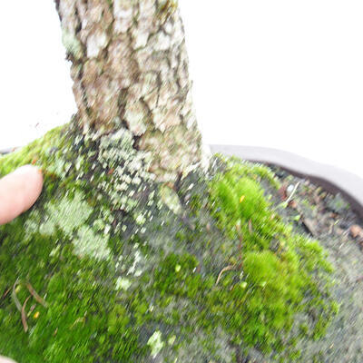 Outdoor bonsai-Ulmus Glabra-twardy wiąz - 4