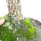 Outdoor bonsai-Ulmus Glabra-twardy wiąz - 4/5