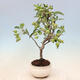 Outdoor bonsai -Malus Halliana - owocach jabłoni - 4/6