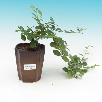 bonsai Room - Grewia occidentalis - Starfish Lavender - 4