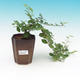 bonsai Room - Grewia occidentalis - Starfish Lavender - 4/4