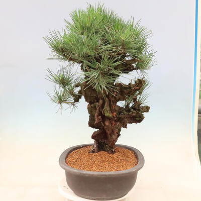Outdoor bonsai - Pinus thunbergii corticosa - korka sosny - 4