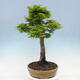 Outdoor bonsai - Acer palmatum Shishigashira - 4/6