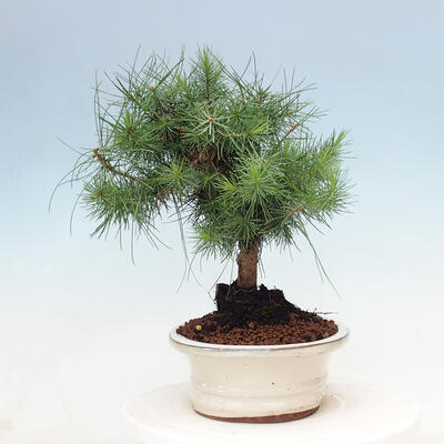 Kryty bonsai-Pinus halepensis-sosna Aleppo - 4