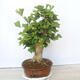 Outdoor bonsai - Jinan biloba - Ginkgo biloba - 4/5