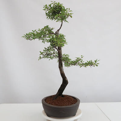 Outdoor bonsai - Prunus spinosa - tarnina - 4