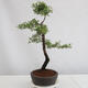 Outdoor bonsai - Prunus spinosa - tarnina - 4/4