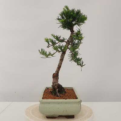 Outdoor bonsai - Taxus bacata - Cis czerwony - 4