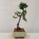 Outdoor bonsai - Taxus bacata - Cis czerwony - 4/4