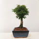 Outdoor bonsai - Acer palmatum Shishigashira - 4/5