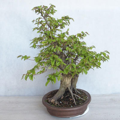 Outdoor bonsai Carpinus betulus - Grab VB2020-485 - 4