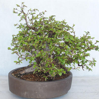 Outdoor bonsai Carpinus betulus - Grab VB2020-487 - 4